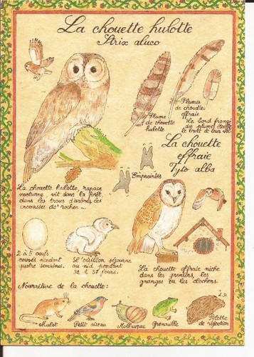 Art chouette hulotte - la,