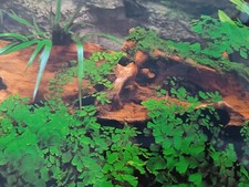 Décoration Poster Aquarium 60 X 30 cm double faces Accessoire Animalerie (1291)