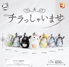 Chinchilla Welcome set complet