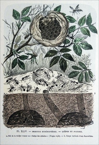 Entomologie nid guêpe et - entomologie,