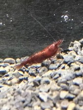 LOT CREVETTE BLOODY MARY NEOCARIDINA DAVIDI BLOODY MARY