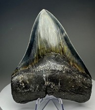 Dent fossile mégalodon - dent,