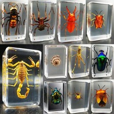 Spécimens insectes - spécimens,