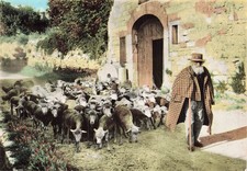 13 PROVENCE VIEUX BERGER