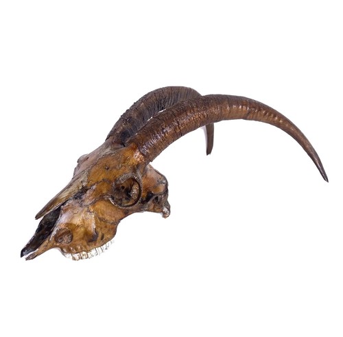 Crane bouc taxidermie - de,