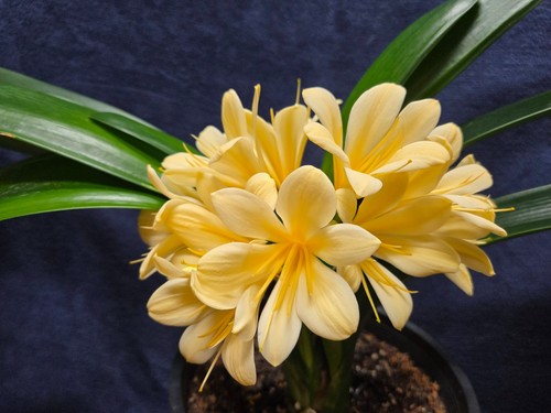 Yellow clivia seeds - yellow, sale