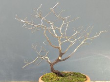 Bonsaï orme champêtre en pot 46 x 10 cm plante articulée arbre pré bonsaï orm...