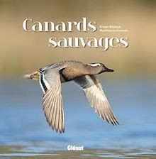 Canards sauvages - , de