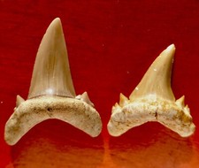 DENT DE REQUIN FOSSILE DU