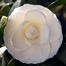 Camellia japonica 'Alba Plena' * - Camélia d'hiver blanc