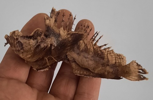 Curiosité taxidermie - ,,