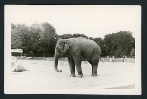 Circus elephant ring cirque - elephant,