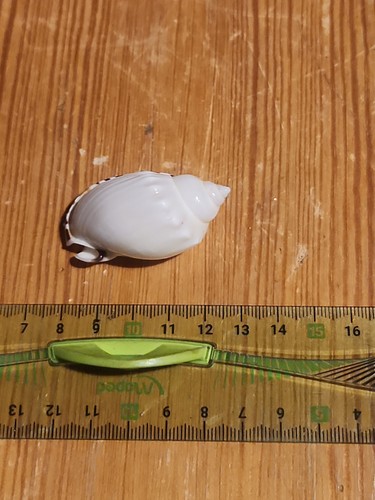 Joli petit coquillage réf - joli, (réf