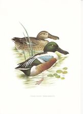 Planche 149 Histoire Naturelle Oiseaux : Canard Souchet