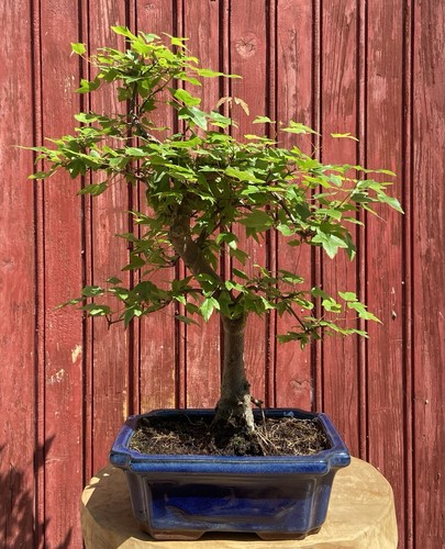 Bonsaï acer buergerianum - acer,