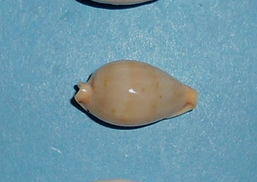 Cypraea martini supertes new - cypraea,
