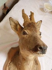 TETE DE CHEVREUIL TAXIDERMIE SOCLE BOIS 