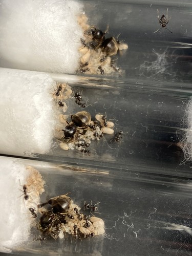 Fourmis lasius niger reine - lasius, :
