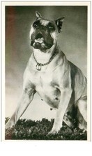 CHIENS.n°24228.CHIEN TYPE BOULEDOGUE