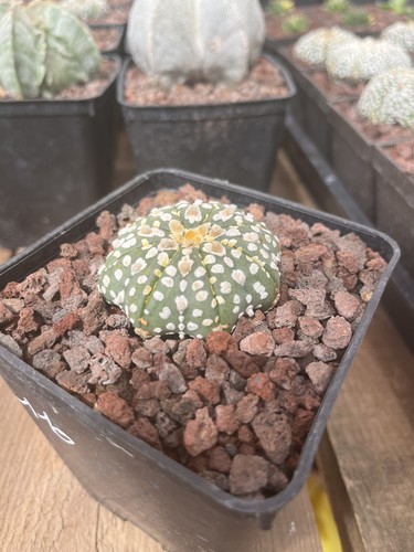 Cactus astrophytum asterias - astrophytum,