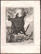 1802 Belle gravure Taguan