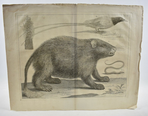 Gravure xviiième sciuridé - gravure,