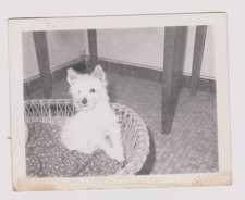 photo ancienne 🎞️ Chiot