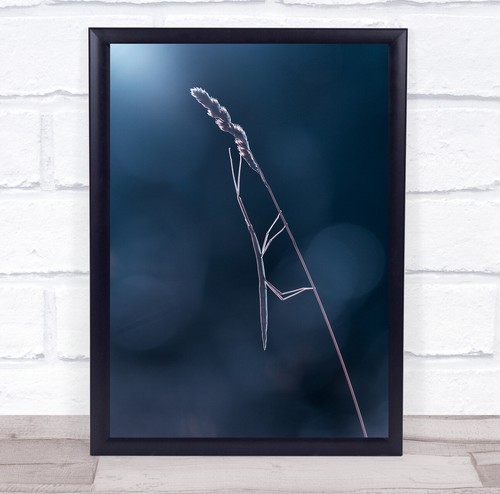 Mimetism stick insect - on, reed