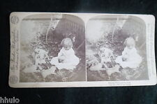 STA974 Scène de genre enfant chiots chiens Photo 1900 STEREO stereoview