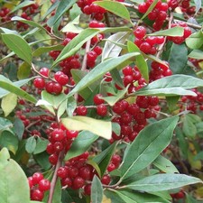 Elaeagnus umbellata amoroso - elaeagnus,