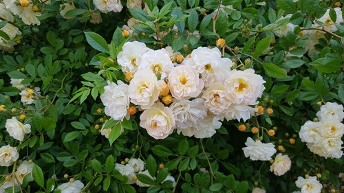 Rosa multiflora ghislaine - x,