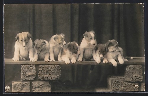 Carte postale chiots - , chiens