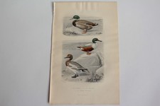 Gravure BUFFON Canard Souchet Canard Siffleur Oiseaux XIXe siècle (65795)