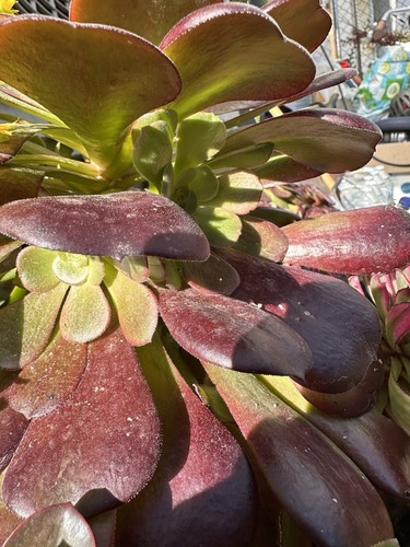 Aeonium velours superbe - ,,