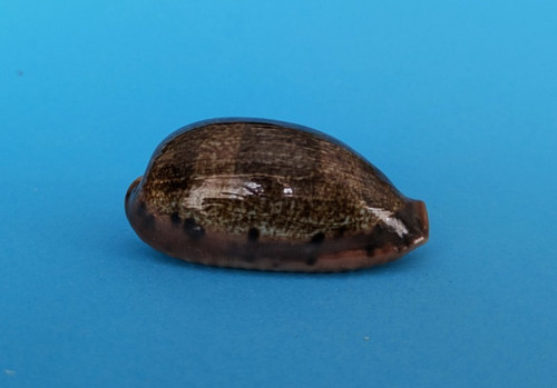 Cypraea caurica elongata 3 - caurica,