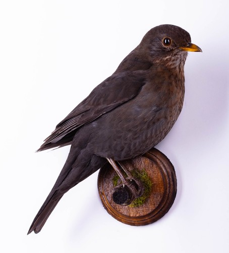 Taxidermy bird blackbird - bird,