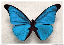 AVYP11-0749-ANIMAUX - Morpho rhetenor