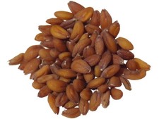 Cresson alénois frisé - alénois, nt