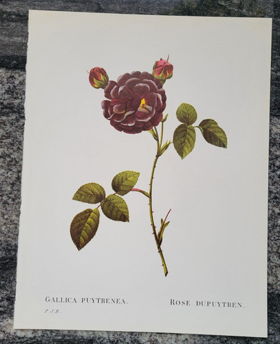 Rosa gallica puytrenea rose - gallica,