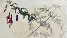 Ancien dessin original fleur