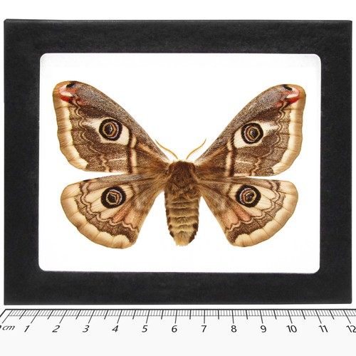 Saturnia pavonia female - saturnia,