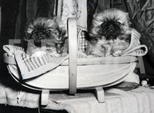 Photo de presse vintage