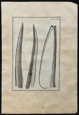 1719 - Différence des feuilles creuses - Gravure ancienne de Botanique