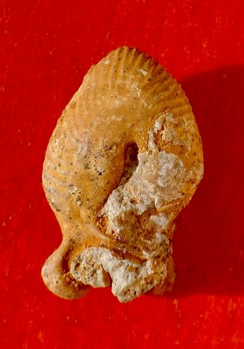 Ammonite jurassique la - ammonite, de