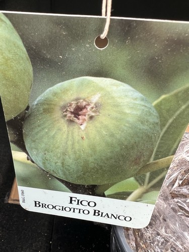 Figuier - , 🍐