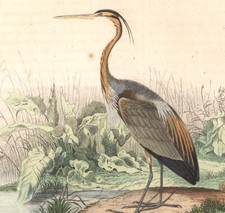 1853 Gravure aquarellée  Blongios nain Héron pourpré oiseaux Ornithologie