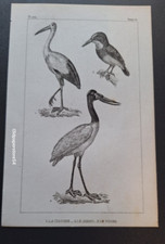 Gravure Buffon 19° Oiseau: La