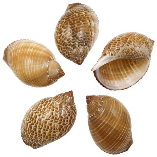 Coquillages tonna perdrix 9 - tonna,