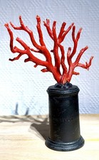 Branche Corail Rouge