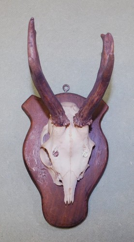 Ancien trophee chasse - ancien, de